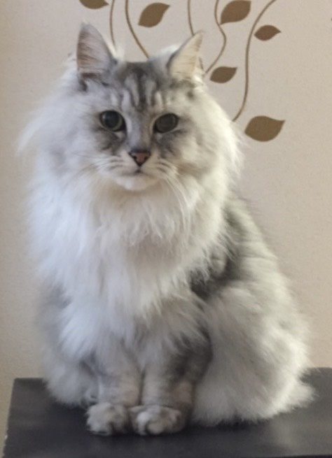 ぽっくん